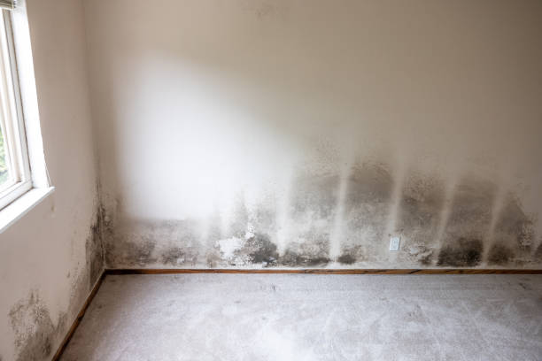 Best Environmental Consulting for Mold Prevention  in Rupert, WV